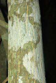 Image result for Vepris reflexa