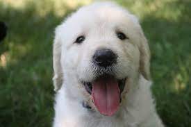 Maybe you would like to learn more about one of these? Golden Retriever Rescues In Every State 81 Rescues Golden Hearts