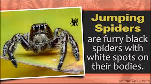 Venomous northern black widow spiders are being spotted farther north than they've ever been found before, scientists have the northern black widow is a black spider with red markings and sometimes white slashes on its back, and. Have You Seen A Black Spider With A White Spot On Its Back Animal Sake