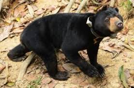 Get more information about malaysia at straitstimes.com. Destination Asia Malaysia S Second Adopted Sun Bear Released Destination Asia News