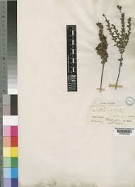 Image result for Penaeaceae