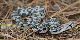 The snakes have also been spotted in some parts of the piedmont and the interior coastal plain. Wildlife Commission Seeks Pine Snake Sightings In Southwestern North Carolina