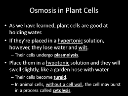 But what does lysis mean? Today Is Tuesday October 21st Ppt Download