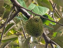 Are there any plant sales going