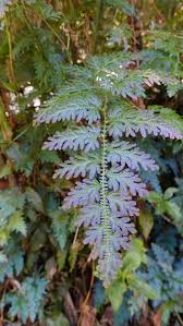 Image result for Selaginellaceae