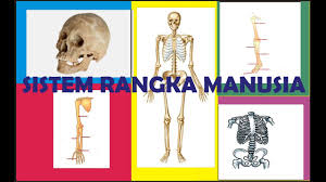 Tubuh manusia terdiri atas sel, jaringan, organ dan sistem organ. Sistem Rangka Manusia Youtube