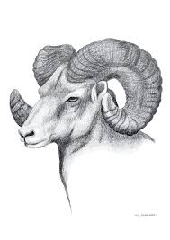 Wildlife Series Ram Pencil On Paper October 2013 Photography By Brad Griffin Pencil Drawings Of Animals Animal Drawings Animal Sketches