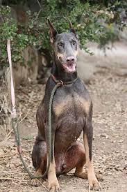 If you're considering adopting a doberman pinscher puppy, make sure you understand this breed's special health considerations. Fillmore Ca Doberman Pinscher Meet Dapple Grey A Pet For Adoption
