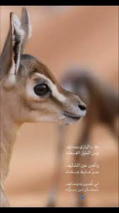 Pin By ح ےـم ےـد On صصور غغزال In 2021 Girly Images Fun Quotes Funny Animals
