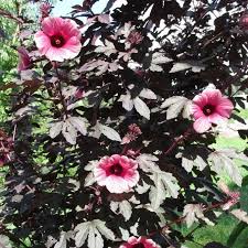 Image result for Hibiscus barbosae