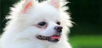 How can i get rid of poodle's tear stains? The Truth About Tear Stains And How To Get Rid Of Them Playbarkrun