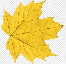 Inilah katalog harga jam tangan warna kuning terbaru 2021 yang super keren untuk melengkapi gaya kamu. Warna Daun Musim Gugur Kuning Daun Maple Daun Daun Maple Warna Png Pngwing