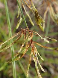 Image result for Cyperus tomaiophyllus