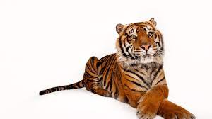 These 50 Animals Are In Peril Here S How You Can Help