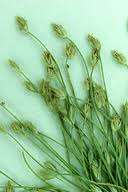 Image result for Eleocharis complanata