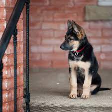 Owen/german shepherd greenfield puppies has been providing customers with a way to contact dog breeders directly since 2000. Choosing A German Shepherd Puppy