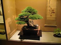 Video berikut ini membahas tentang 7 pohon yang cocok untuk dijadikan bonsai mame dan small. Bonsai Wikipedia Bahasa Indonesia Ensiklopedia Bebas