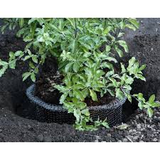 Generously sized to allow for root growth. Speed Basket 1 Gallon