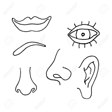 Human brain, vector abstract 50 human body parts concept filled icons. Illustration Of Parts Of A Human Face Royalty Free Cliparts Vectors And Stock Illustration Image 115725550