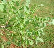 Image result for Sclerocarya