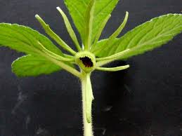 Image result for Dorstenia benguellensis