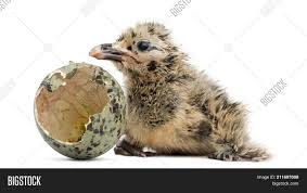 Try this method to get the most yummy. New Born Gull Seagull Image Photo Free Trial Bigstock