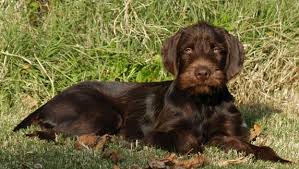 There are 4 pudelpointer puppy for sale on etsy, and they cost. Pudelpointer Breeders Near Me Cheap Buy Online