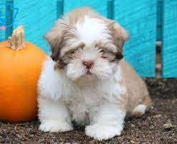 A shih poo puppy can be screened to check if they are a possible carrier of this disease as well. Shihpoo Puppies For Sale Puppy Adoption Keystone Puppies