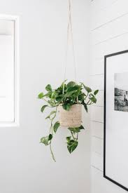 A cactus (plural cacti, cactuses, or less commonly, cactus) is a member of the plant family cactaceae, a family comprising about 127 genera with some 1750 known species of the order. 3 Hard To Kill Houseplants Mountainside Home Hanging Plants Indoor House Plants Indoor Hanging Plants