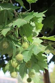 Image result for Platanus