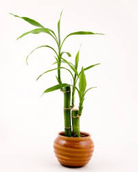 I Need To Find Some Bamboo For Our House Lucky Bamboo Bamboo Plants Bamboo Tree