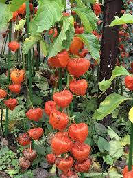 Image result for Physalis peruviana