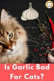 Is Garlic Bad For Cats Must Know Before Feeding Kitty Cats Blog Cats Pet Stroller Cat Care