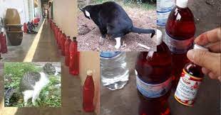 Petua halau kucing berak yang seterusnya ialah dengan menggunakan ubat gegat. Petua Elak Kucing Berak Dan Kencing Merata Tempat Dengan Botol Meneral Berwarna Merah My Info Berita