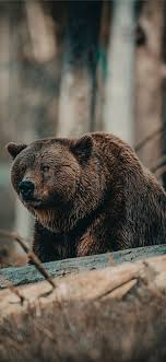 Best Bear Iphone X Wallpapers Hd 2020 Ilikewallpaper Download bear wallpaper and enjoy it on your iphone, ipad, and ipod touch.