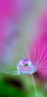 Macro Photo Of Water Drop On Dandelion For Samsung Galaxy S9 Wallpaper Hd Wallpapers Wallpapers Download High Resolution Wallpapers Macro Photos Background Hd Wallpaper Samsung Galaxy Wallpaper