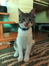 Taboo Cat Cat Lovers Pets Animal Lover