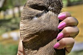 Image result for Centrolobium