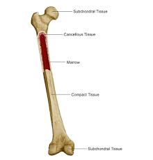 Early on, the pain may only occur at night, or when you are active. Primary Bone Cancer Introduction Saint Luke S Health System