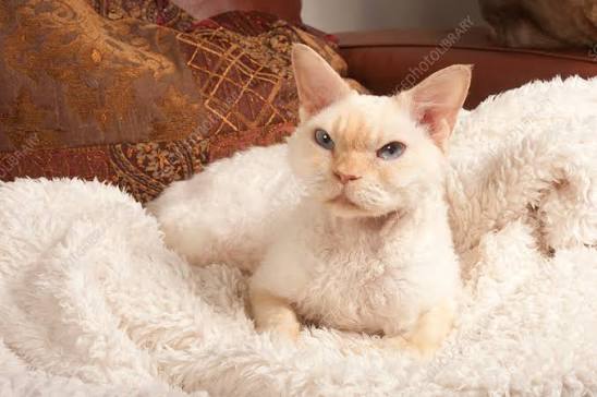 Cream point si-rex Devon rex cat - Stock Image - C054/2077 - Science Photo Library