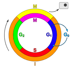 G1 is a phase before dna synthesis begins, where the cell grows. An Introduction To Molecular Biology Cell Cycle Wikibooks Open Books For An Open World