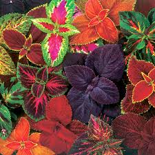 Image result for Coleus rhodesianum