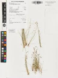 Image result for Bulbostylis densa