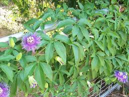 Passiflora ambigua is a vigorous, tendril vine with very large pink flowers reaching up to 15 cm across. Passiflora Incarnata Purple Passion Flower World Of Flowering Plants