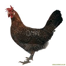 The breed was imported from the island of sicily over 100 years ago and is another member of the mediterranean. Buttercup For Sale Chickens Breed Information Omlet