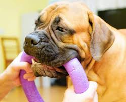 Dieses und viele weitere bücher versandkostenfrei im thalia onlieshop bestellen. How To Teach Your Dog To Drop It An Important Safety Command