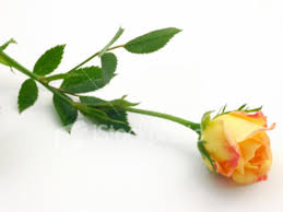 It is a friendship symbol commonly engraved as tattoos by two people in a japanese friendship usually exchange these dainty flowers (otherwise called 'kikus') to. Symbols Of Love And Friendship Hubpages