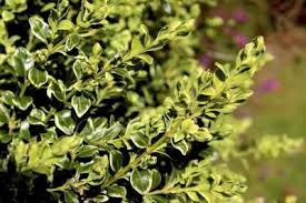 Initial symptoms are generally first. The Leaves Are Turning Yellow On My Boxwood Hunker Buxus Sempervirens Boxwood Landscaping Sempervirens