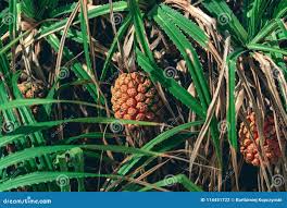 Image result for Pandanus sp. A