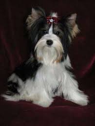 Image result for white yorkshire terrier